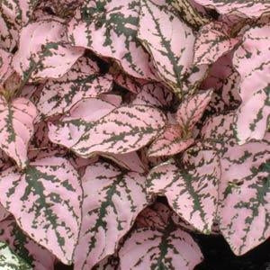 Hypoestes Confetti Pink (6-06 Pack) (Shipped)