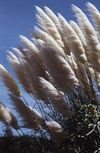 Load image into Gallery viewer, `cortaderia selloana PAMPAS GRASS