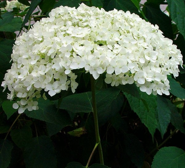hydrangea arborescens ‘annabelle’ ANNABELLE HYDRANGEA