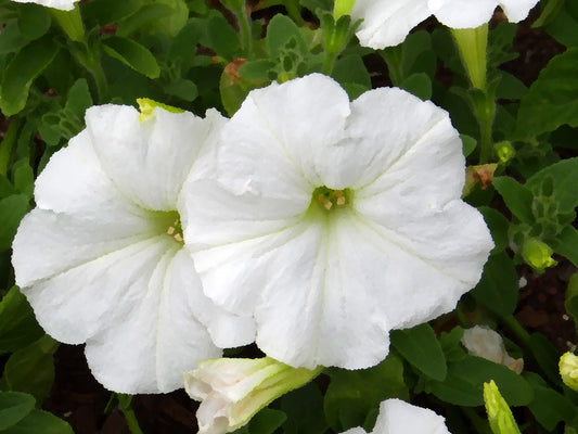 Petunia Dreams White (6-06 Pack)