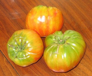 Tomato Big Rainbow (3.5")