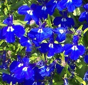 Lobelia Riviera Marine Blue (6-06 Pack) (Shipped)