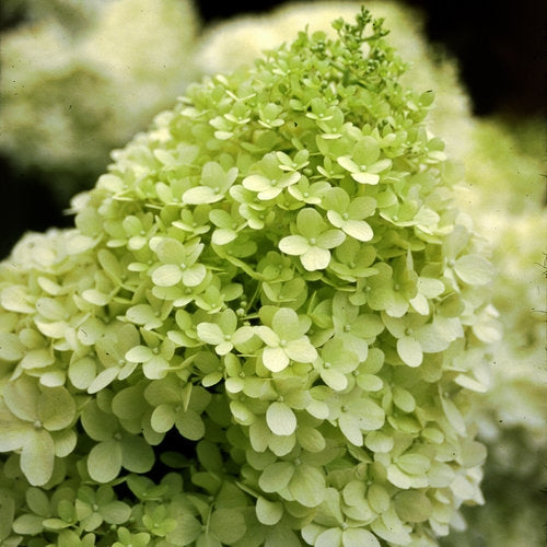 Hydrangea paniculata 'lime light' LIME LIGHT HYDRANGEA