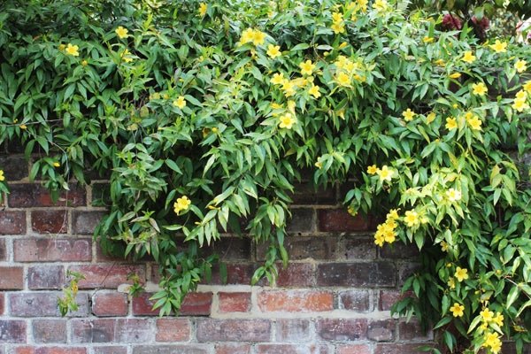 gelsemium semperirens CAROLINA JESSAMINE