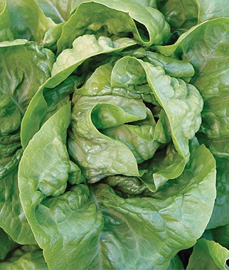 Lettuce Buttercrunch (12-04 Pack) (Shipped)