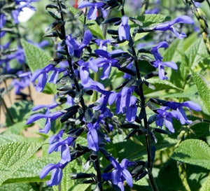 Salvia Black and Bloom (4.5 Pot)