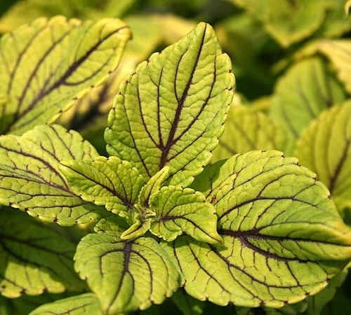 Coleus Gay's Delight (4.5" Pot)