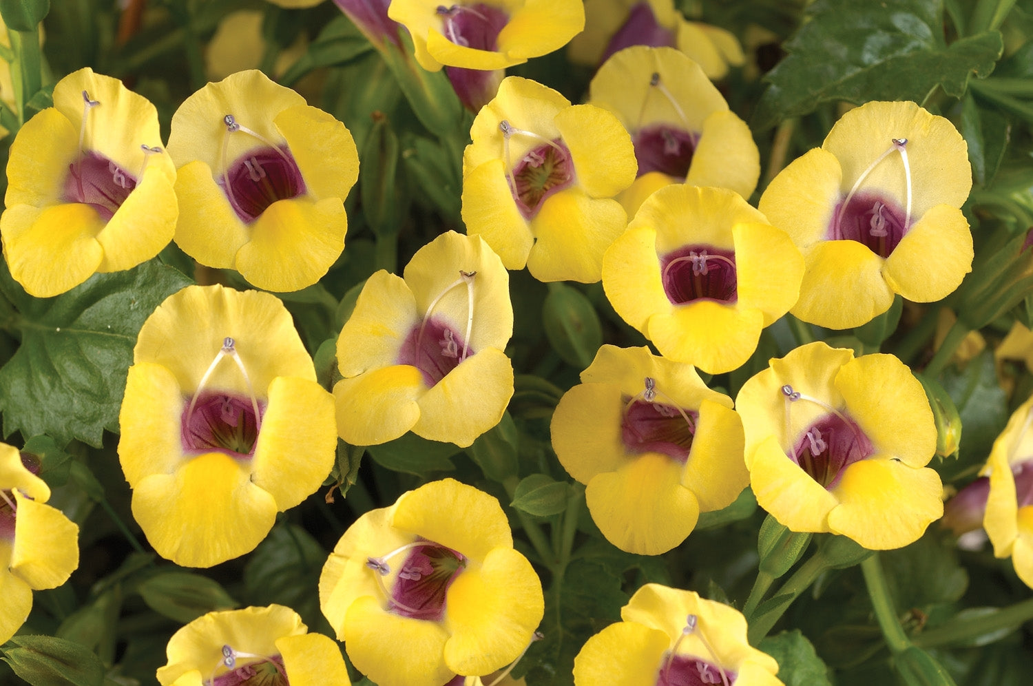 Moon Yellow Torenia