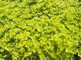 Magellan Orange Zinnia