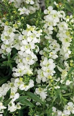 Angelonia Archangel White (4.5" Pot)