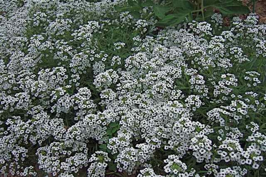 Lobularia Snow Princess 4.5" (PW) (SHIPPED)