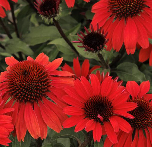Cone Flower Echinacea Panama Red