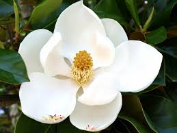 magnolia grandiflora ‘Little Gem’ LITTLE GEM SOUTHERN MAGNOLIA