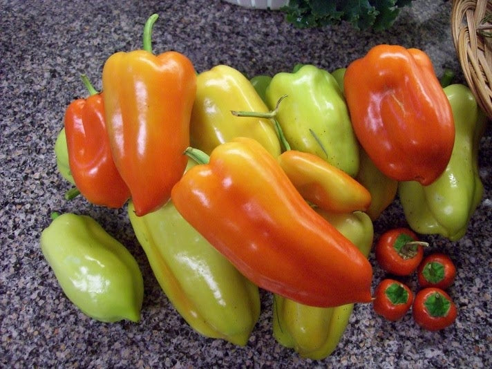 Pepper Sweet Gypsy (12-04 Pack) (Shipped)