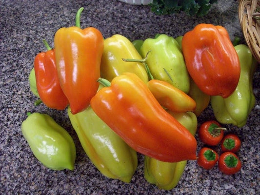 Pepper Sweet Gypsy (12-04 Pack) (Shipped)