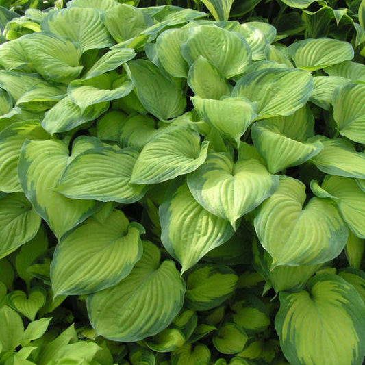 HOSTA GUACAMOLE (1 quart) hosta x 'guacamole'