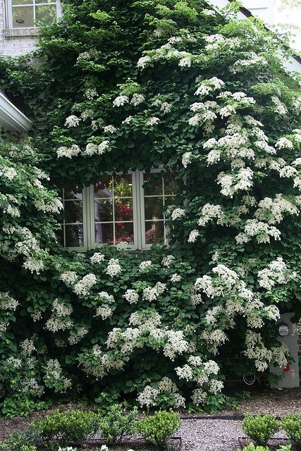 hydrangea anomala ‘petiolaris’  CLIMBING HYDRANGEA