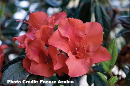 azalea x ‘encore’ AUTUMN EMBERS (3 Gallon) Rhododendron Hybrid ‘Conleb'