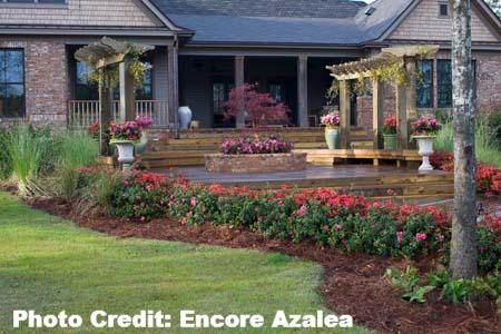 azalea x ‘encore’ AUTUMN EMBERS (3 Gallon) Rhododendron Hybrid ‘Conleb'