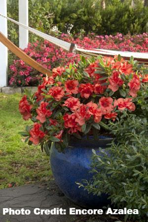 azalea x ‘encore’ AUTUMN EMBERS (3 Gallon) Rhododendron Hybrid ‘Conleb'
