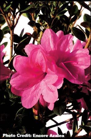 AZALEA ENCORE AUTUMN EMPRESS (3 GALLON) azalea x ‘encore’