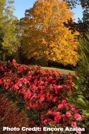 AZALEA ENCORE AUTUMN EMPRESS (3 GALLON) azalea x ‘encore’