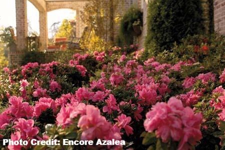 AZALEA ENCORE AUTUMN EMPRESS (3 GALLON) azalea x ‘encore’