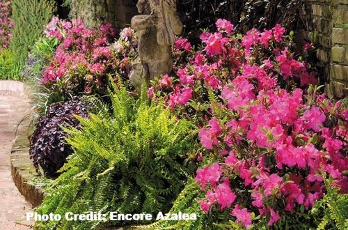 AZALEA ENCORE AUTUMN EMPRESS (3 GALLON) azalea x ‘encore’