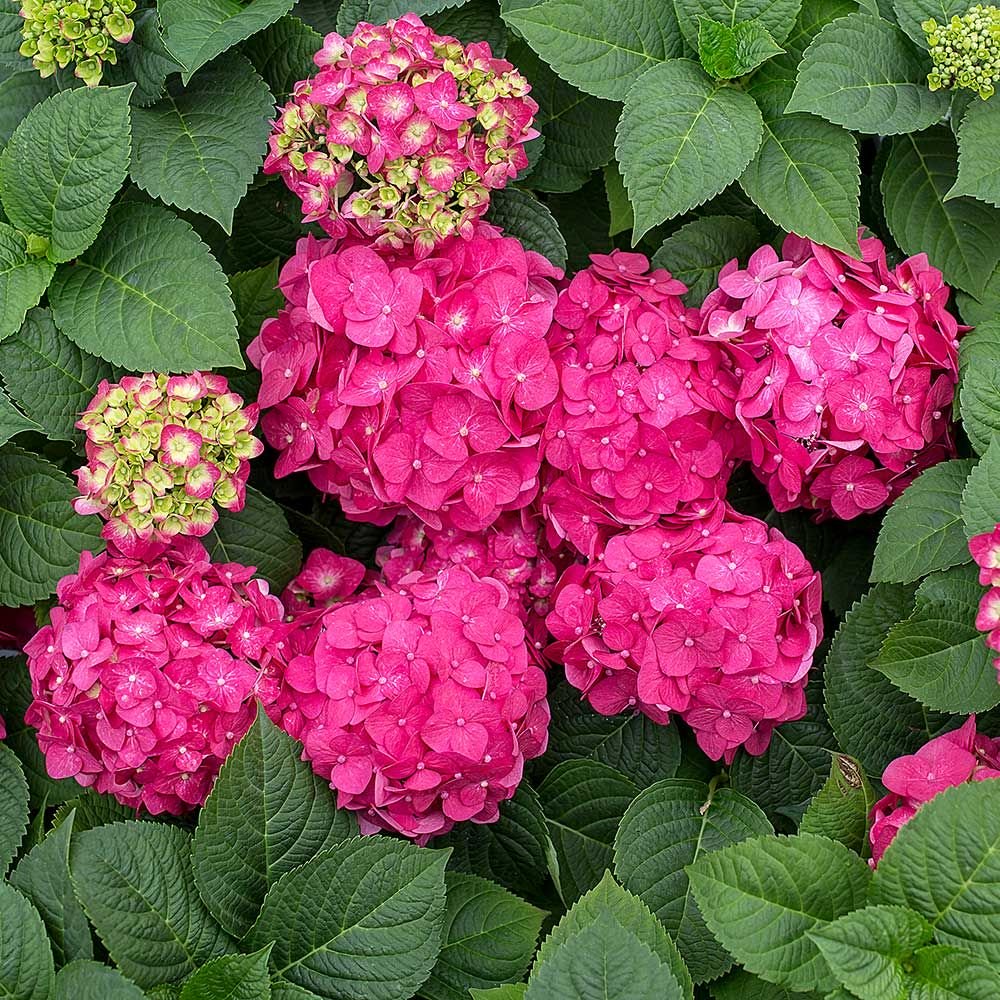 ENDLESS SUMMER 'SUMMER CRUSH' HYDRANGEA (3 Gallon) hydrangea macrophylla 'crush'