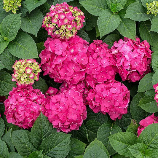 ENDLESS SUMMER 'SUMMER CRUSH' HYDRANGEA (3 Gallon) hydrangea macrophylla 'crush'