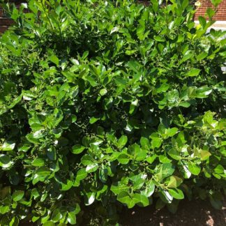 euonymus kiautschovicus 'Manhattan' MANHATTAN EUONYMUS