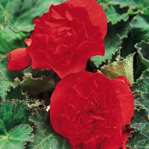 Begonia Limitless Dark Red (4.5" Pot)