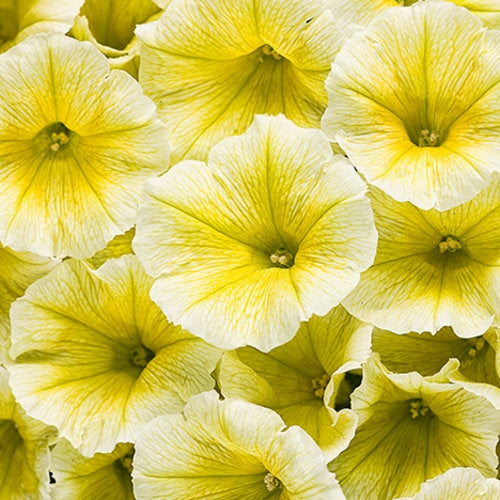 Limoncello Supertunia