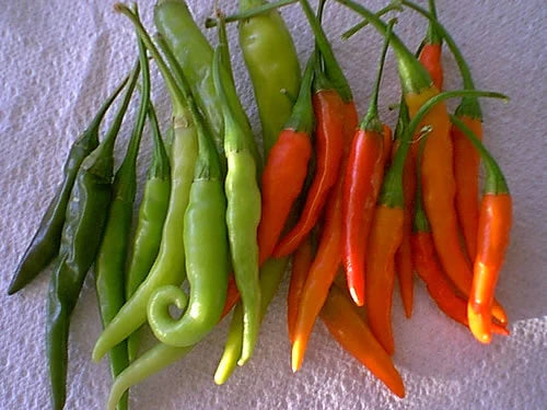 Pepper Hot Tabasco (12-04 Pack) (Shipped)