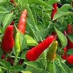 Pepper Hot Super Chili (12-04 Pack) (Shipped)