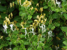 Load image into Gallery viewer, lonicera japonica 'halliana' HALL’S HONEYSUCKLE