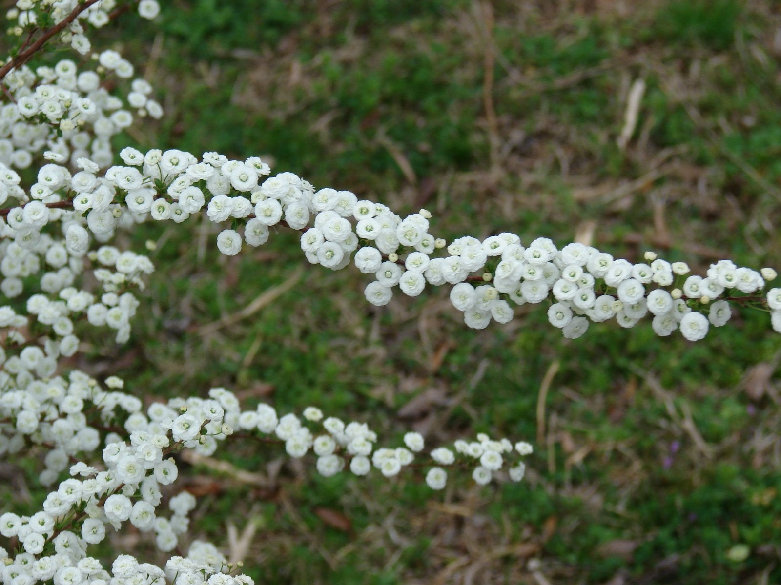 spirea japonica ‘double bridal wreath’ DOUBLE BRIDAL WREATH SPIREA