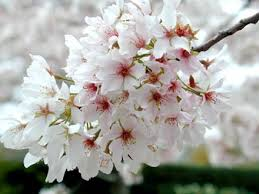 prunus yedoensis ‘Yoshino’ YOSHINO FLOWERING CHERRY