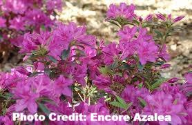 azalea x ‘encore’ AUTUMN AMETHYST