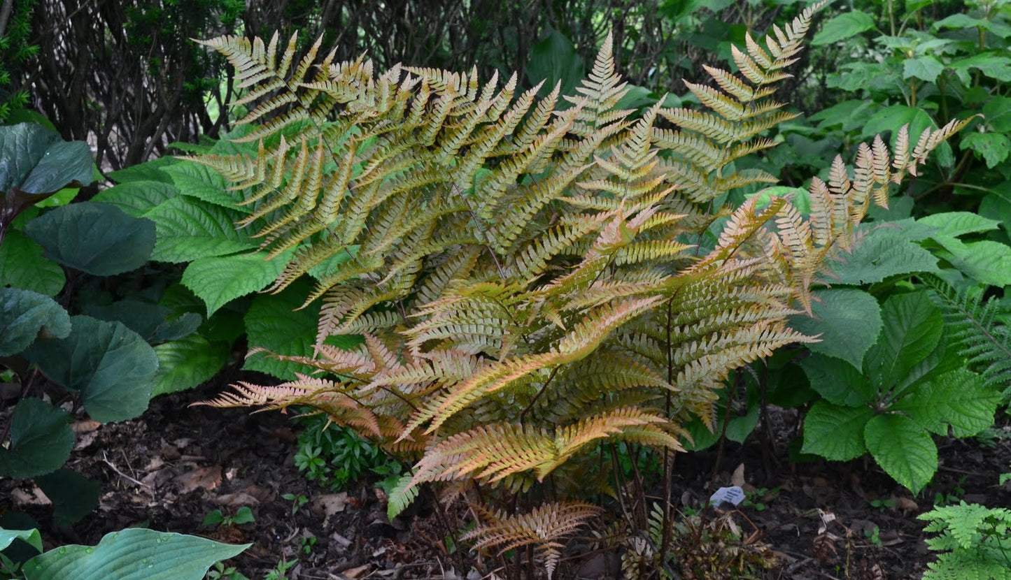 dryopteris erythrosora AUTUMN FERN