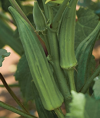Okra Clemson Spineless (12-04 Pack) (Shipped)