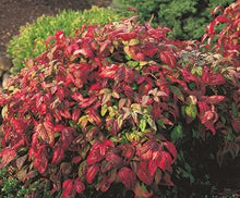 Load image into Gallery viewer, nandina domestica &#39;compacta’ COMPACT HEAVENLY BAMBOO