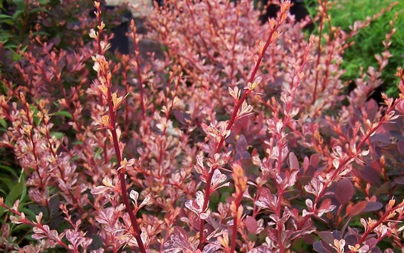 berberis thunbergii ‘rosy glow’ ROSY GLOW BARBERRY
