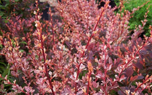 Load image into Gallery viewer, berberis thunbergii ‘rosy glow’ ROSY GLOW BARBERRY