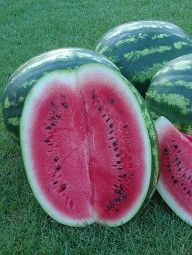Watermelon Crimson Sweet (12-04 Pack) (Shipped)