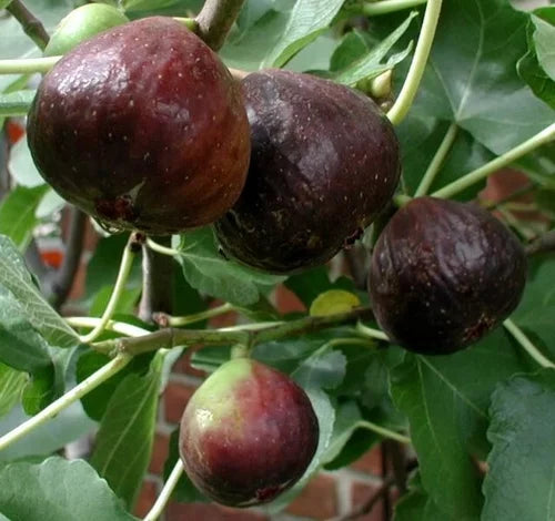 FIG TREE BLACK ITALIAN (3 Gallon) ficus carica 'Black Italian'