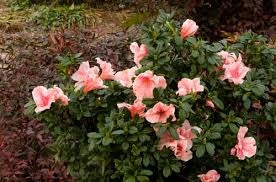 azalea x ‘encore’ AUTUMN SUNBURST