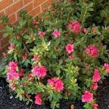 azalea x ‘encore’ AUTUMN ROUGE