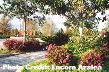 azalea x ‘encore’ AUTUMN AMETHYST