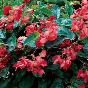 Begonia Dragon Wing Red (4.5" Pot)